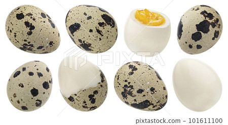 Quail eggs isolated on white background, collection 101611100