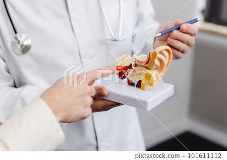 A young attractive otolaryngologist doctor shows a mock-up of an ear and tells a patient about the structure of the ear, close-up A young attractive otolaryngologist doctor shows a mock-up of an ear and tells a patient about the structure of the ear, close-up 101611112