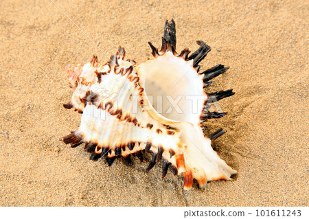 seashell 101611243