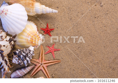 starfish, seashells 101611246