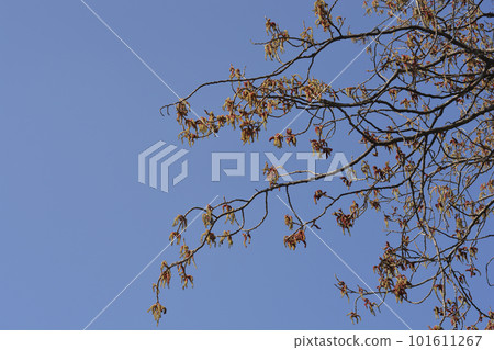 Lombardy poplar Lombardy poplar 101611267