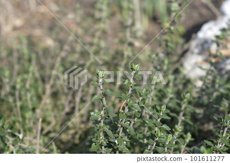 Hedge germander Hedge germander 101611277