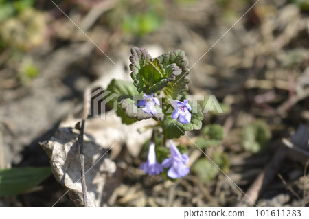 Ground-ivy Ground-ivy 101611283