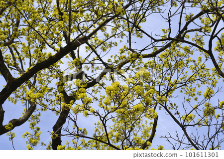 Norway maple Norway maple 101611301