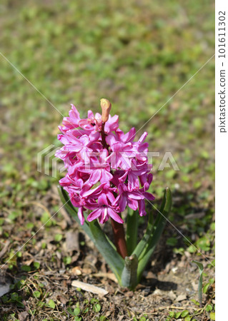 Hyacinth Jan Bos Hyacinth Jan Bos 101611302