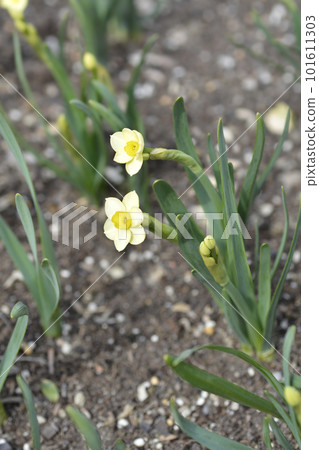 Daffodil Minnow Daffodil Minnow 101611303