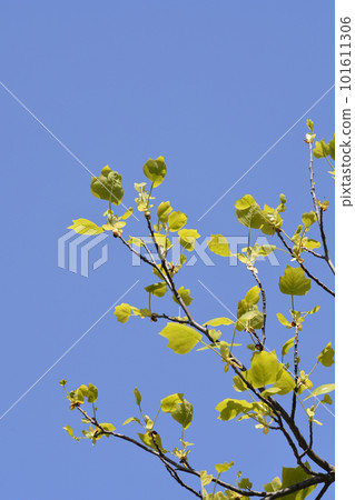Tulip tree Tulip tree 101611306