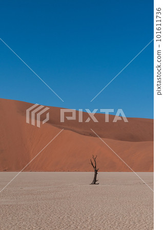 Barren landscape near Deadvlei and sossusvlei Barren landscape near Deadvlei and sossusvlei 101611736