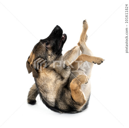 young german shepherd 101611824