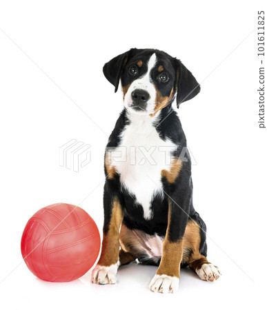 puppy Appenzeller Sennenhund 101611825