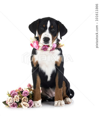 puppy Appenzeller Sennenhund 101611866