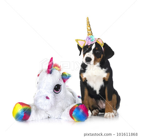 puppy Appenzeller Sennenhund 101611868