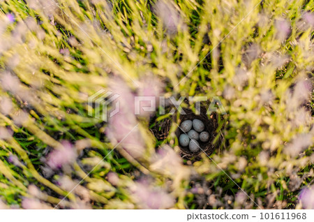 Small quail eggs in a nest in a lavender bush Small quail eggs in a nest in a lavender bush 101611968