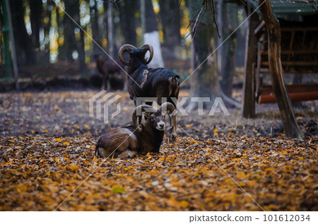 Mouflon in the autumn forest, yellow leaves in the background. European mouflon in the forest Mouflon in the autumn forest, yellow leaves in the background. European mouflon in the forest 101612034