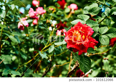 Red rose high and magic family on a warm green sunny Red rose high and magic family on a warm green sunny 101612066