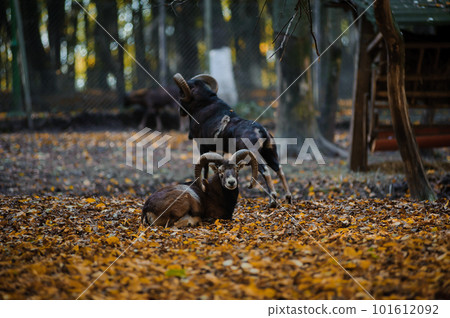 Mouflon in the autumn forest, yellow leaves in the background. European mouflon in the forest Mouflon in the autumn forest, yellow leaves in the background. European mouflon in the forest 101612092