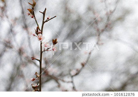 Spring plum flower closeup on blurred background 101612876