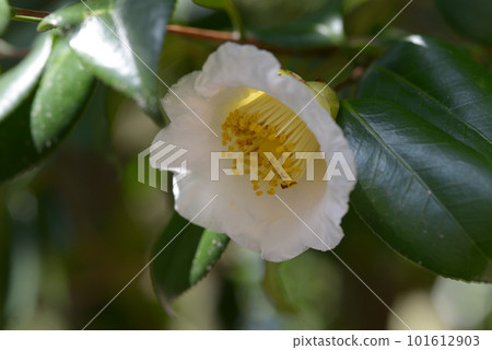 白聚樂山茶花 101612903