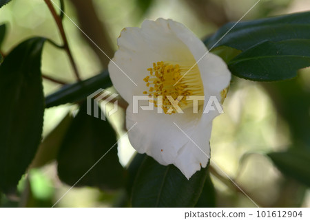白聚樂山茶花 101612904