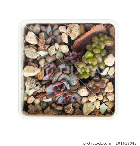Succulent propagation. Little echeveria Decairn isolated on white, top view 101613042