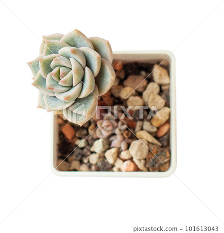 Succulent flower. Graptoveria Inti Platense plant on white 101613043