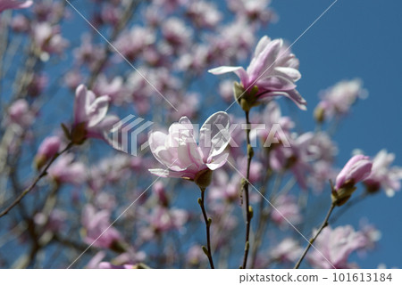 Magnolia stellata flower pattern Magnolia stellata flower pattern 101613184