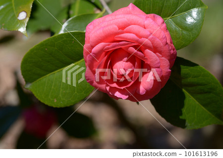 Red camellia flower cultivar Red camellia flower cultivar 101613196