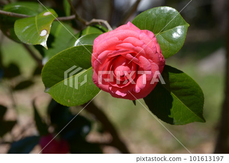 Red camellia flower cultivar Red camellia flower cultivar 101613197