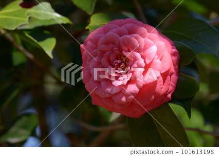 Red camellia flower cultivar Red camellia flower cultivar 101613198