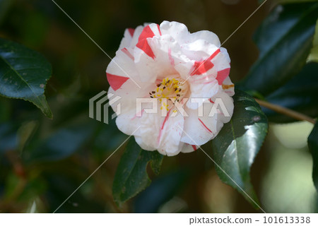 Okinoishi Camellia Flower Okinoishi Camellia Flower 101613338