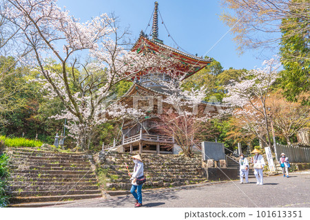 【第8复田所】熊谷寺櫻花與多寶塔【四國88寺院】 【第8复田所】熊谷寺櫻花與多寶塔【四國88寺院】 101613351