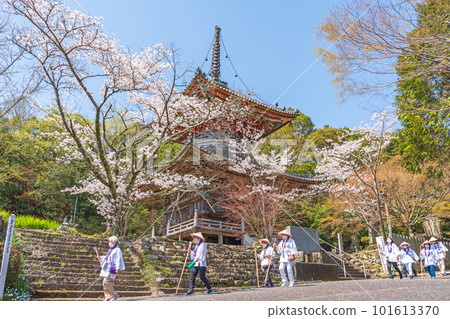 【第8复田所】熊谷寺櫻花與多寶塔【四國88寺院】 【第8复田所】熊谷寺櫻花與多寶塔【四國88寺院】 101613370