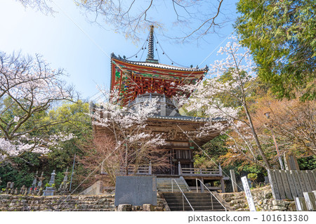 【第8复田所】熊谷寺櫻花與多寶塔【四國88寺院】 101613380