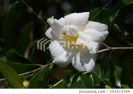 球兔茶花花 球兔茶花花 101613394