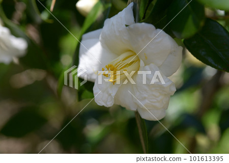 球兔茶花花 球兔茶花花 101613395