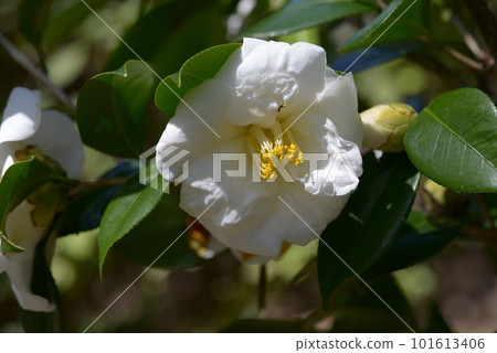 Ball Rabbit Camellia Flower 101613406