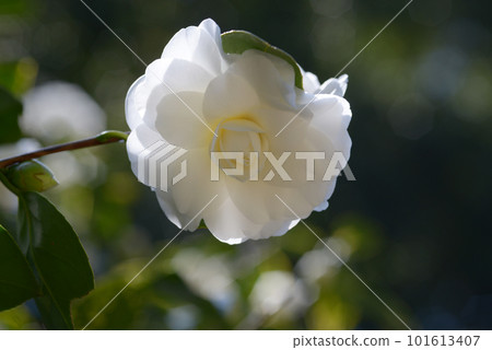 Ball Rabbit Camellia Flower Ball Rabbit Camellia Flower 101613407