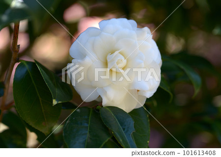 球兔茶花花 球兔茶花花 101613408