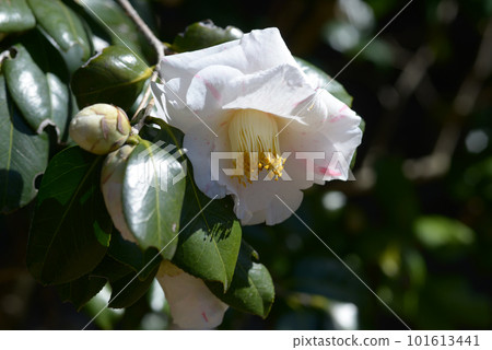 紅流山茶花 紅流山茶花 101613441
