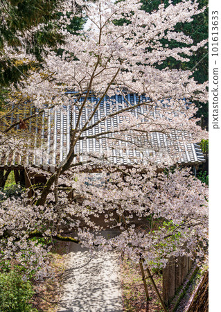 [8th Fudasho] Kumagai-ji Temple Cherry Blossoms and Middle Gate [Shikoku 88 Temples] 101613633