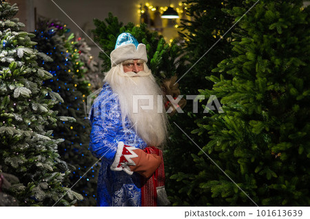 Russian Santa Claus in the store of artificial Christmas trees. Russian Santa Claus in the store of artificial Christmas trees. 101613639