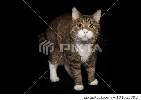 Large gray and striped cat Large gray and striped cat 101613798