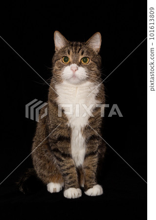 Portrait of a large gray cat Portrait of a large gray cat 101613809