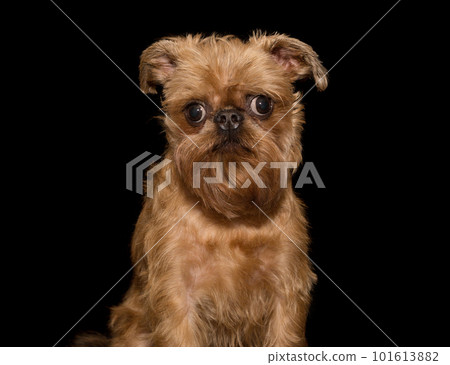 Portrait of a Brussels griffon dog 101613882