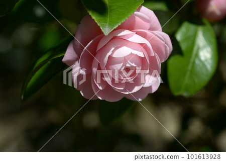 Light Otome Camellia Flower 101613928