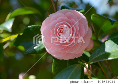 淡淡的乙女山茶花 101613934