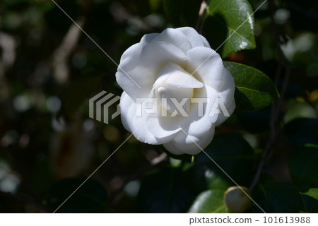 白角倉山茶花 101613988