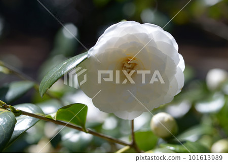 白角倉山茶花 白角倉山茶花 101613989