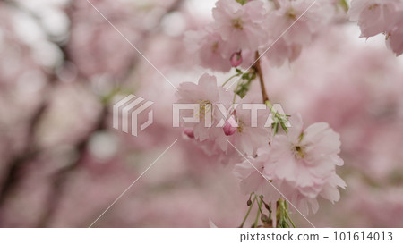 Closeup shot of cherry blossom in april Closeup shot of cherry blossom in april 101614013