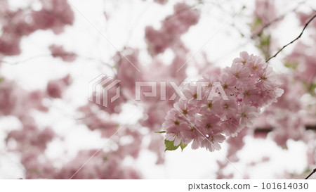 Closeup shot of cherry blossom in april Closeup shot of cherry blossom in april 101614030